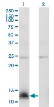 Monoclonal Anti-NPY antibody produced in mouse clone 3B5, purified immunoglobulin, buffered aqueous solution