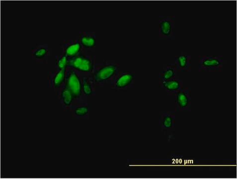 Monoclonal Anti-FOXA2 antibody produced in mouse clone 7E6, purified immunoglobulin, buffered aqueous solution