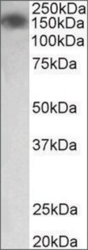 Anti-MYLK antibody produced in goat affinity isolated antibody, buffered aqueous solution