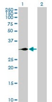 Anti-GCG antibody produced in rabbit purified immunoglobulin, buffered aqueous solution