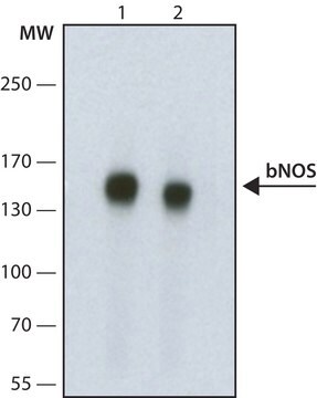 Monoclonal Anti-Nitric Oxide Synthase, Brain (1-181) antibody produced in mouse clone NOS-B1, ascites fluid