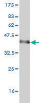 Monoclonal Anti-ZNF289 antibody produced in mouse clone 4B3, purified immunoglobulin, buffered aqueous solution