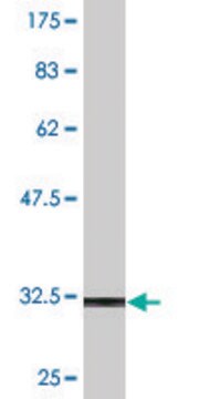 Monoclonal Anti-NKX2-3, (N-terminal) antibody produced in mouse clone 4F4, purified immunoglobulin, buffered aqueous solution