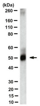 Anti-Zika virus Antibody, clone ZV-13 clone ZV-13, from mouse