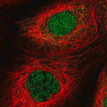 Anti-FAN1 antibody produced in rabbit Prestige Antibodies&#174; Powered by Atlas Antibodies, affinity isolated antibody