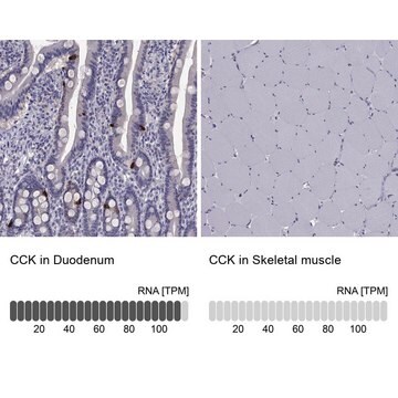 Anti-CCK Prestige Antibodies&#174; Powered by Atlas Antibodies, affinity isolated antibody