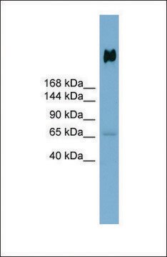 Anti-DMBT1 antibody produced in rabbit affinity isolated antibody