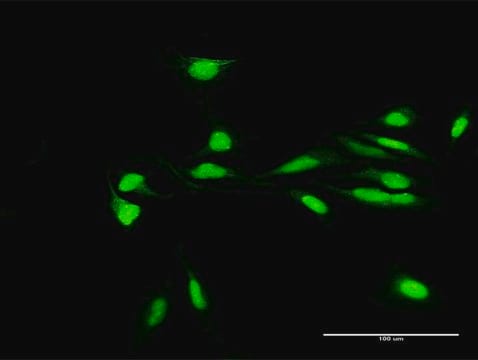 Anti-H2AFY2 antibody produced in rabbit purified immunoglobulin, buffered aqueous solution