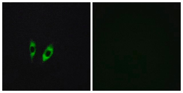 Anti-GPR156 antibody produced in rabbit affinity isolated antibody