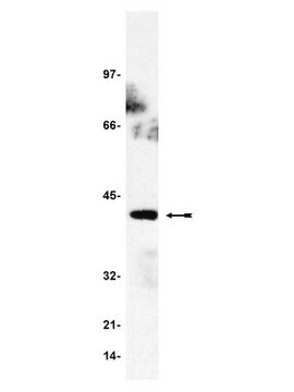 Anti-GADS Antibody Upstate&#174;, from rabbit