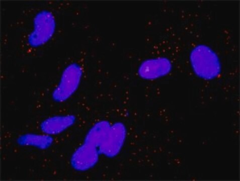 Monoclonal Anti-AREG antibody produced in mouse clone 3E4, purified immunoglobulin, buffered aqueous solution