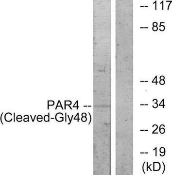 Anti-PAR4 (Cleaved-Gly48), N-Terminal antibody produced in rabbit affinity isolated antibody