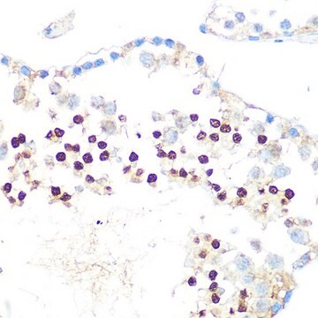 Anti-HP1 alpha/CBX5 antibody produced in rabbit