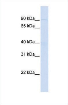 Anti-WDFY3 antibody produced in rabbit affinity isolated antibody