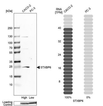 Anti-STXBP6 antibody produced in rabbit Prestige Antibodies&#174; Powered by Atlas Antibodies, affinity isolated antibody, buffered aqueous glycerol solution