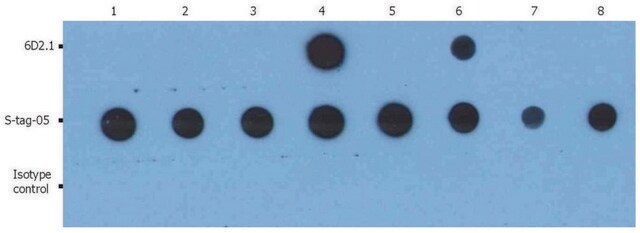 Monoclonal Anti-PKAc antibody produced in mouse clone 6D2.1