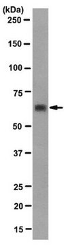 Anti-SHP-1 Antibody, clone HG213, rabbit monoclonal clone HG213, from rabbit, unconjugated