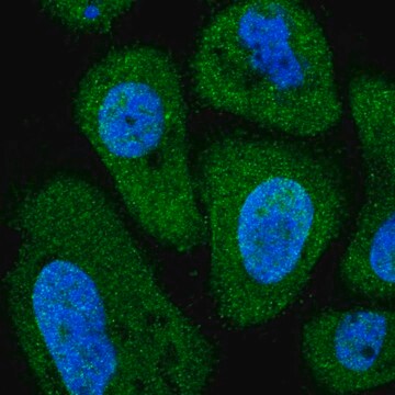 Anti-PITPNC1 antibody produced in rabbit Prestige Antibodies&#174; Powered by Atlas Antibodies, affinity isolated antibody