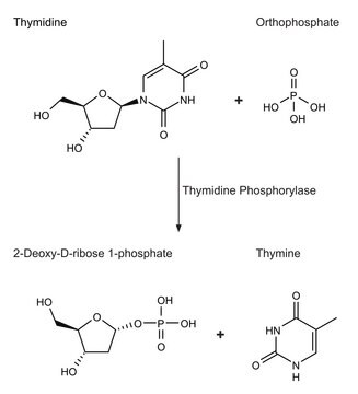 チミジンホスホリラーゼ、リコンビナント 大腸菌由来 recombinant, expressed in E. coli, Suitable for manufacturing of diagnostic kits and reagents, buffered aqueous solution, &#8805;500&#160;units/mL