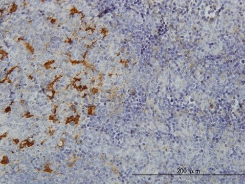 Monoclonal Anti-GLUL antibody produced in mouse clone 2B12, purified immunoglobulin, buffered aqueous solution