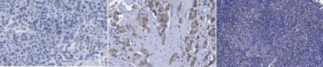 Anti-OASIS (CREB3L1) Antibody, clone 10H1 clone 10H1, from mouse