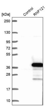 Anti-RNF121 antibody produced in rabbit Prestige Antibodies&#174; Powered by Atlas Antibodies, affinity isolated antibody, buffered aqueous glycerol solution