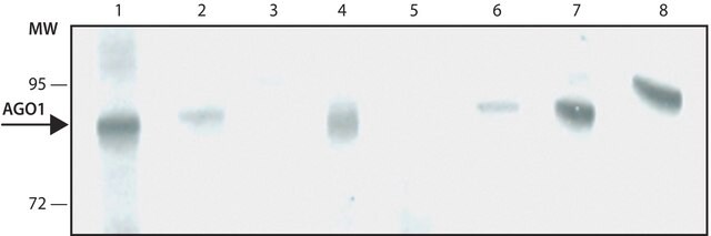 Monoclonal Anti-AGO1 antibody produced in rat ~1&#160;mg/mL, clone 4B8, purified immunoglobulin