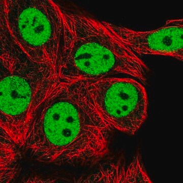 Anti-RCOR1 antibody produced in rabbit Prestige Antibodies&#174; Powered by Atlas Antibodies, affinity isolated antibody