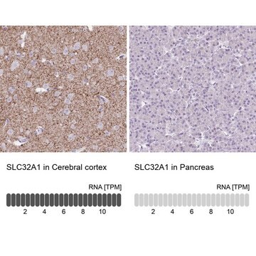 Anti-VGAT antibody produced in rabbit Prestige Antibodies&#174; Powered by Atlas Antibodies, affinity isolated antibody, buffered aqueous glycerol solution