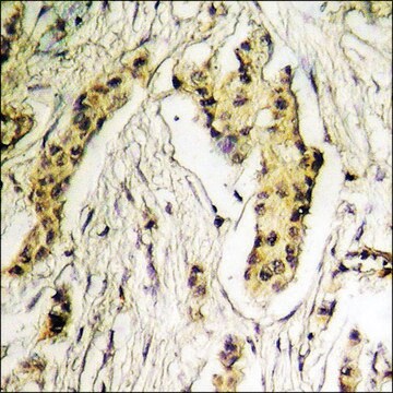 Anti-phospho-HDAC6 (pSer22) antibody produced in rabbit affinity isolated antibody