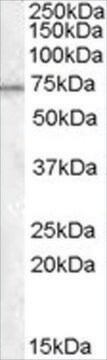 Anti-MEPCE antibody produced in goat affinity isolated antibody, buffered aqueous solution