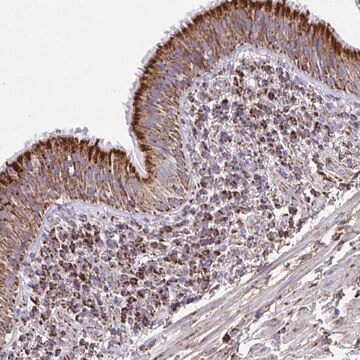 Anti-PCMTD2 antibody produced in rabbit Prestige Antibodies&#174; Powered by Atlas Antibodies, affinity isolated antibody, buffered aqueous glycerol solution