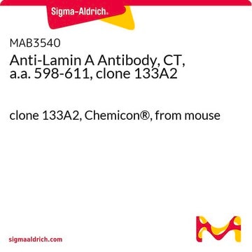 Anti-Lamin A Antibody, CT, a.a. 598-611, clone 133A2 clone 133A2, Chemicon&#174;, from mouse