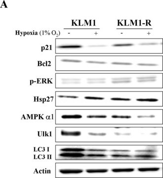 Anti-AMPK &#945;1 Antibody Upstate&#174;, from rabbit