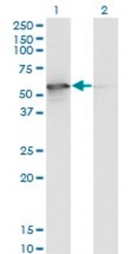 Monoclonal Anti-STK25, (C-terminal) antibody produced in mouse clone 4B10, purified immunoglobulin, buffered aqueous solution