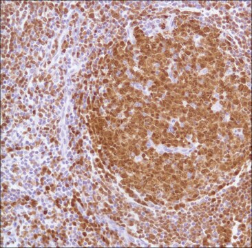 Anti-BOB-1 antibody, Rabbit monoclonal clone SP92, recombinant, expressed in proprietary host, affinity isolated antibody