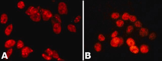 Anti-PSPC1 (N-terminal) antibody produced in rabbit ~1.0&#160;mg/mL, affinity isolated antibody