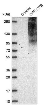 Anti-GPR137B antibody produced in rabbit Prestige Antibodies&#174; Powered by Atlas Antibodies, affinity isolated antibody, buffered aqueous glycerol solution