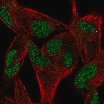 Anti-RELT antibody produced in rabbit Prestige Antibodies&#174; Powered by Atlas Antibodies, affinity isolated antibody