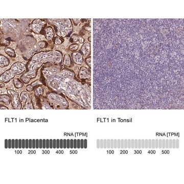 Monoclonal Anti-FLT1 antibody produced in mouse Prestige Antibodies&#174; Powered by Atlas Antibodies, clone CL0345, purified immunoglobulin, buffered aqueous glycerol solution