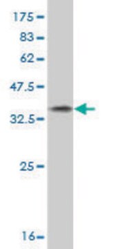 Monoclonal Anti-GATAD2A antibody produced in mouse clone 3F3, purified immunoglobulin, buffered aqueous solution