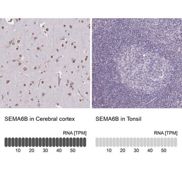 Anti-SEMA6B antibody produced in rabbit Prestige Antibodies&#174; Powered by Atlas Antibodies, affinity isolated antibody, buffered aqueous glycerol solution