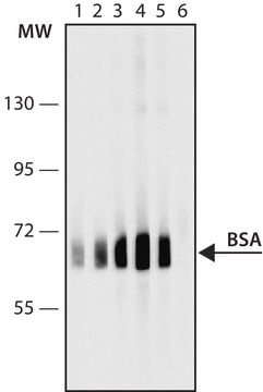 Anti-Bovine Serum Albumin antibody, Mouse monoclonal clone BSA-33, purified from hybridoma cell culture