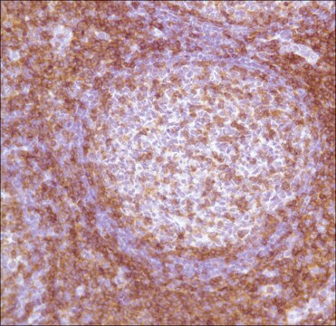 Anti-CD4 antibody, Rabbit monoclonal recombinant, expressed in proprietary host, clone SP35, affinity isolated antibody