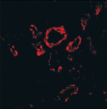 Anti-Slug (ab2) antibody produced in rabbit affinity isolated antibody, buffered aqueous solution