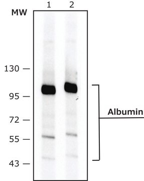 Monoclonal Anti-Albumin antibody produced in mouse clone HSA-11, ascites fluid