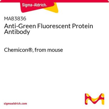 Anti-Green Fluorescent Protein Antibody Chemicon&#174;, from mouse