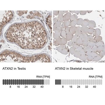 Anti-ATXN2 antibody produced in rabbit Prestige Antibodies&#174; Powered by Atlas Antibodies, affinity isolated antibody, buffered aqueous glycerol solution, Ab2