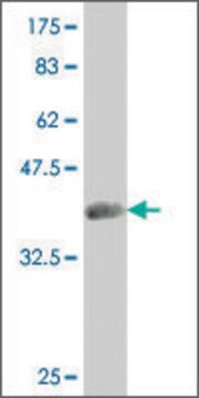 ANTI-SMAD4 antibody produced in mouse clone 4D12, purified immunoglobulin, buffered aqueous solution