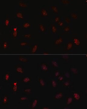 Anti-PAX6 antibody produced in rabbit